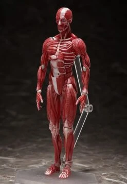 Figma SP-142 Human Anatomical Model -Bandai Sales Store 41ddb079 42ee 4b87 be84 5e9d55426b74