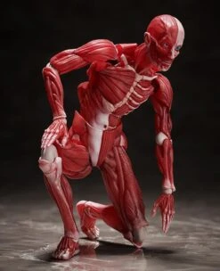 Figma SP-142 Human Anatomical Model -Bandai Sales Store 43a8a473 a975 4fd1 bdab 6623280f1859
