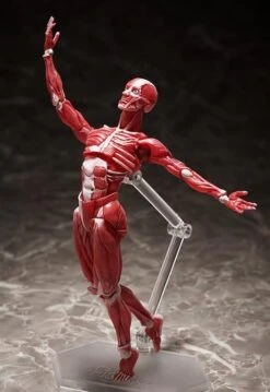 Figma SP-142 Human Anatomical Model -Bandai Sales Store 4a6dec40 7193 48ce 93a4 2291a1f703b3