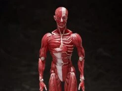 Figma SP-142 Human Anatomical Model