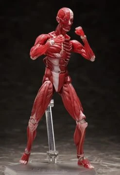 Figma SP-142 Human Anatomical Model -Bandai Sales Store 6b260ca5 d1be 411c b0b8 020da150d79f