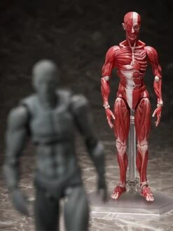 Figma SP-142 Human Anatomical Model -Bandai Sales Store eb0087bf c037 431c 8608 b69ca099aa22